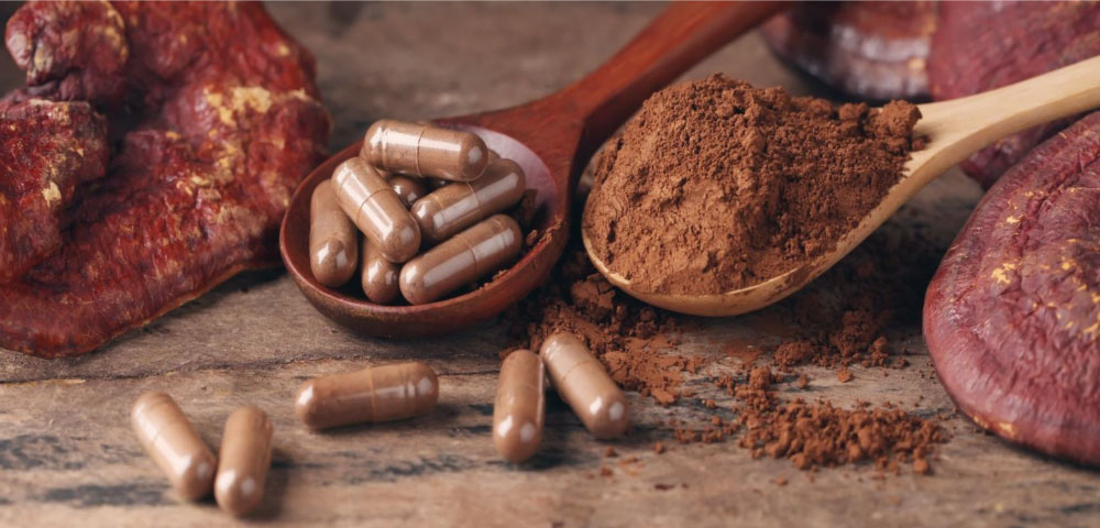 Ganoderma lucidum Promove Efeitos Antioxidantes e Hepatoprotetores