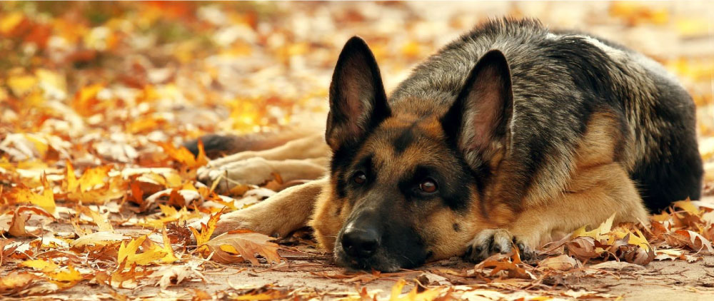 Fístula Perianal em Cães