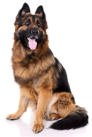 Fístula Perianal em Cães