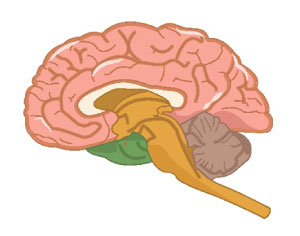 Síndrome da Disfunção Cognitiva em Cães