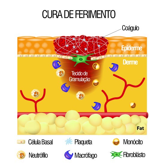 Fatores de Crescimento