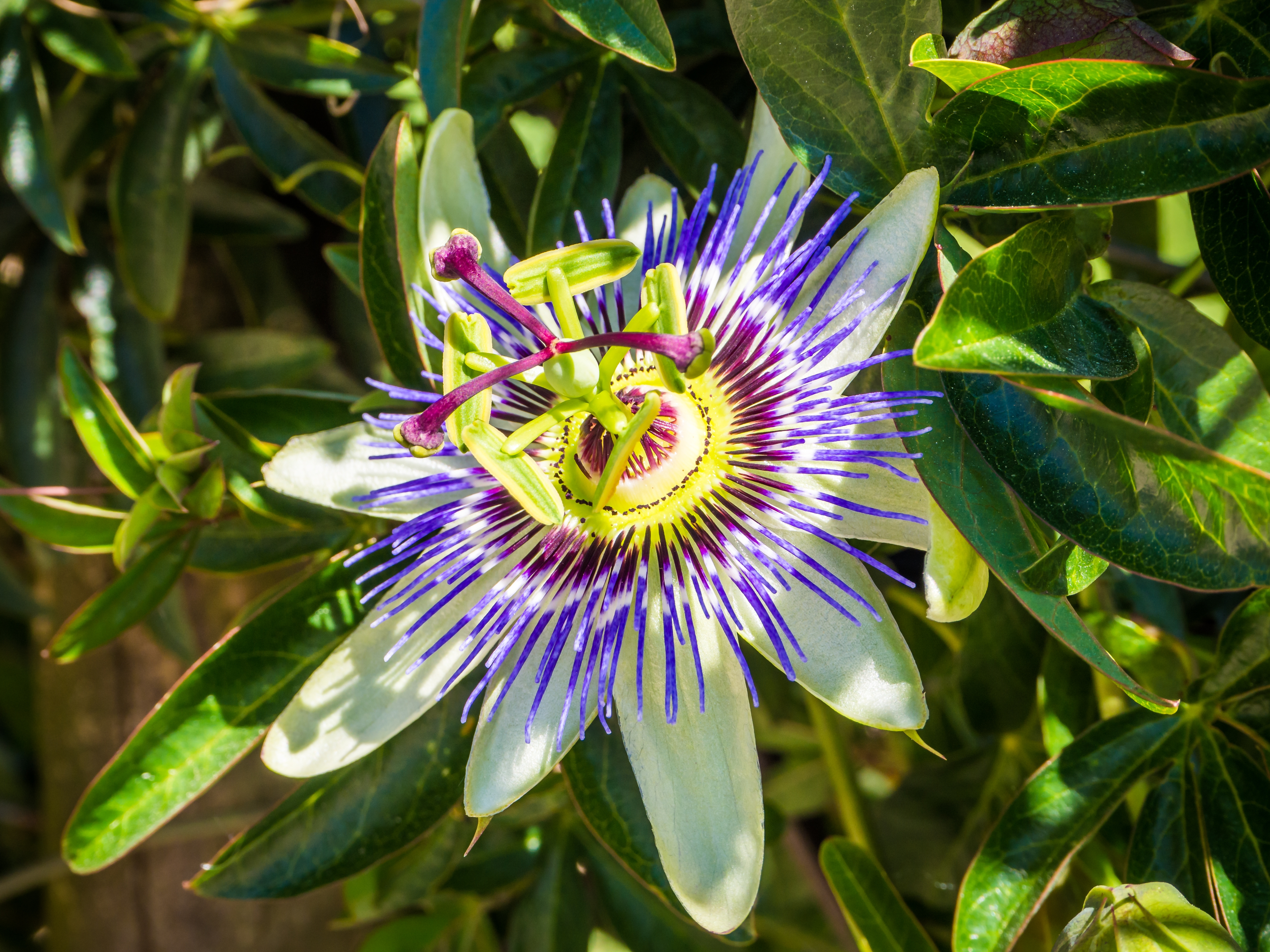 passiflora funciona