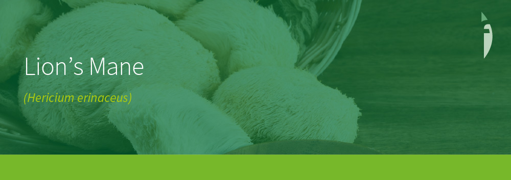 Lion’s Mane (Hericium erinaceus)
