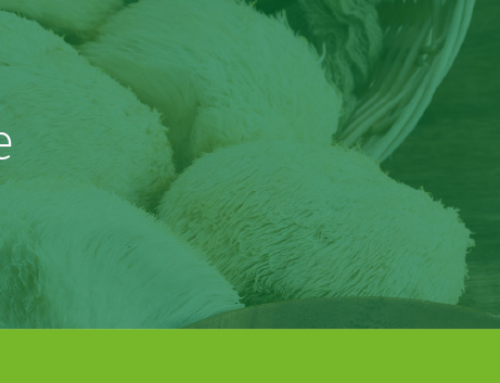 Lion’s Mane (Hericium erinaceus)